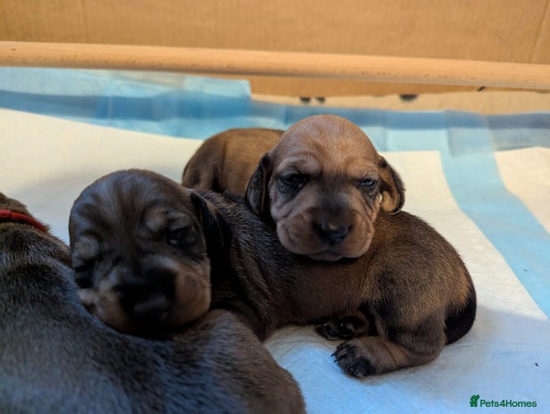 Dachshund dogs - Advert 3