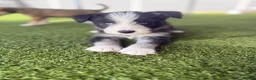 Mixed Breed dogs for sale: Labradoodle × Siberian Husky Puppies - Advert 12