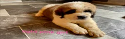 Saint Bernard dogs for sale: Saint Bernard‘s puppies - Advert 11