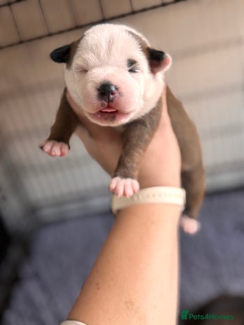 Staffordshire Bull Terrier dogs - Advert 3