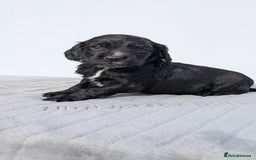 Cocker Spaniel dogs for sale: Cracking Cocker Pups - Image 9