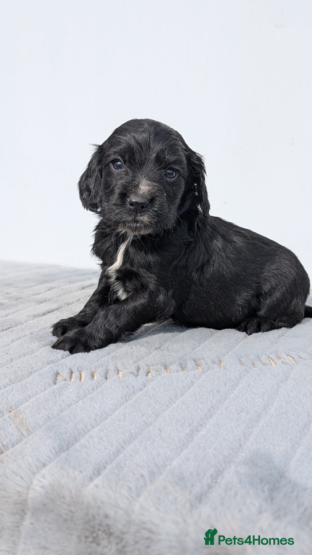 Cocker Spaniel dogs for sale: Cracking Cocker Pups - Image 9