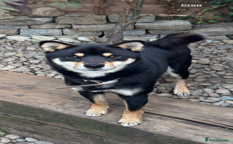 Japanese Shiba Inu dogs - Advert 9