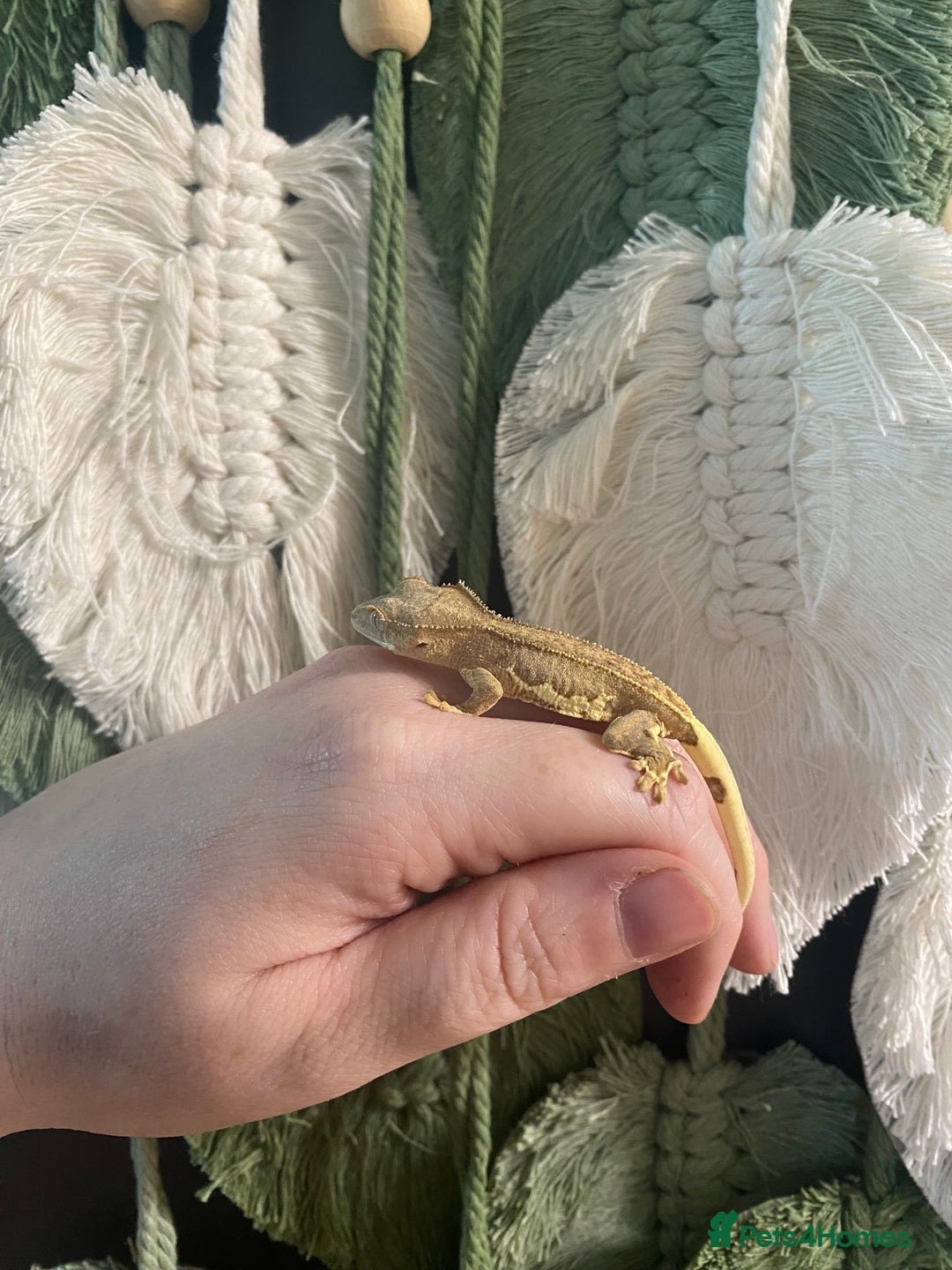 Gecko reptiles for sale: Crested Gecko babies - Image 4