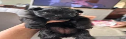 Maltipom dogs for sale: Pomeranian/maltese  in Blackwood - Advert 10