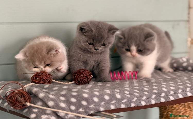 British Shorthair cats - Advert 3