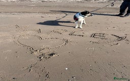 Border Collie dogs for sale: Beautiful Border Collie - Advert 4