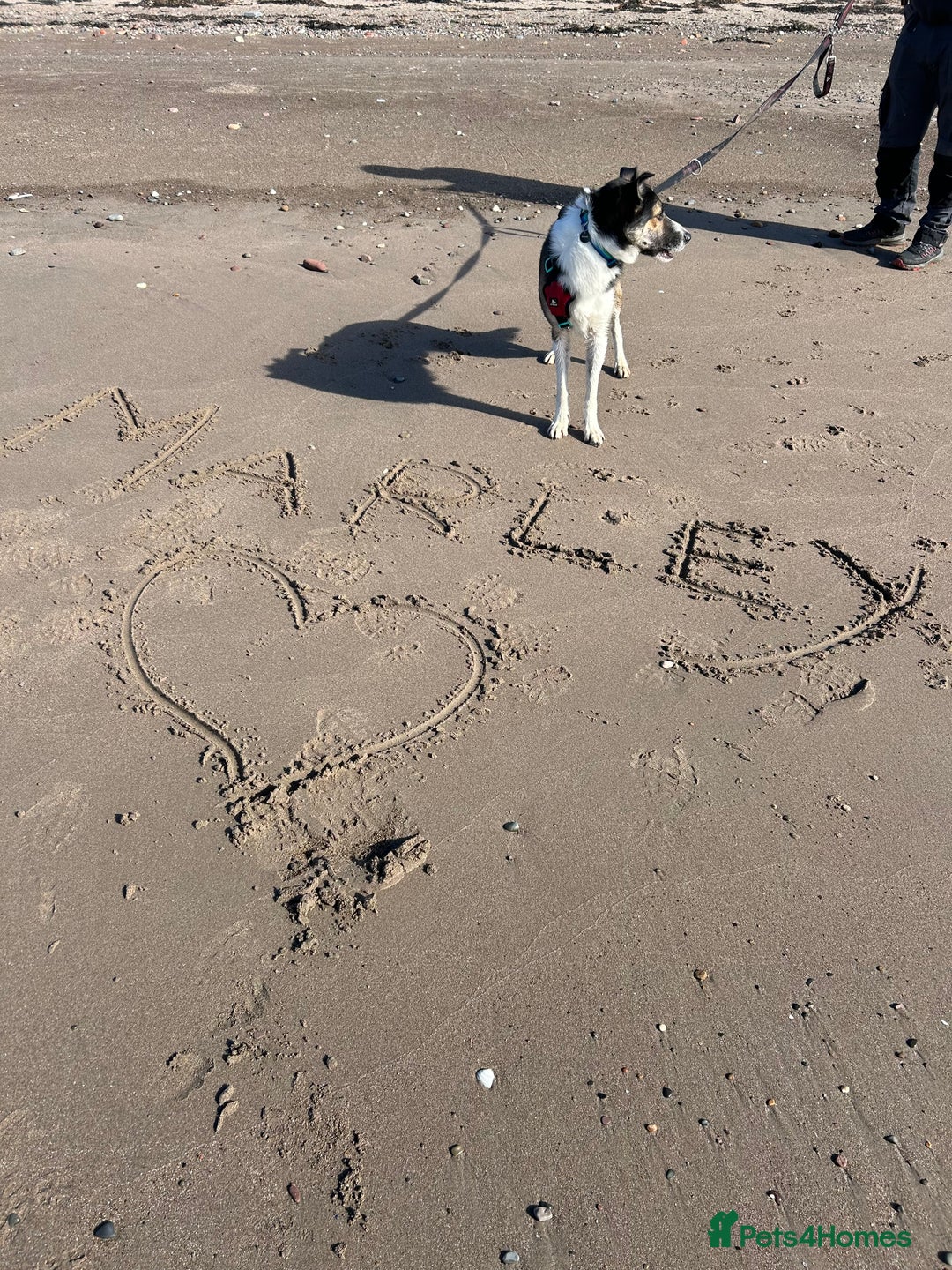 Border Collie dogs for sale: Beautiful Border Collie - Advert 4