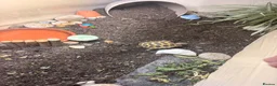 Tortoise reptiles for sale: Horsefield Tortoise - Advert 4