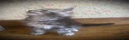 Maine Coon cats for sale: Full Maine Coon Russian Maine coon Kittens Males  - Advert 13