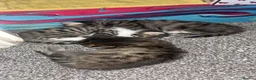 Mixed Breed cats for sale: Kittens for sale  - Advert 6