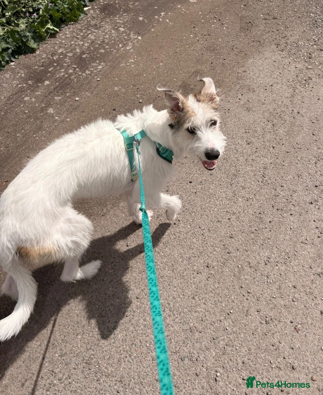 Lurcher dogs for sale: Rudy - Lurcher male FREE in Leyland - Advert 2