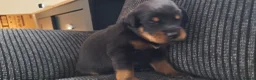 Rottweiler dogs for sale: ROTTWEILER PUPS- ALL RESERVED  - Advert 12