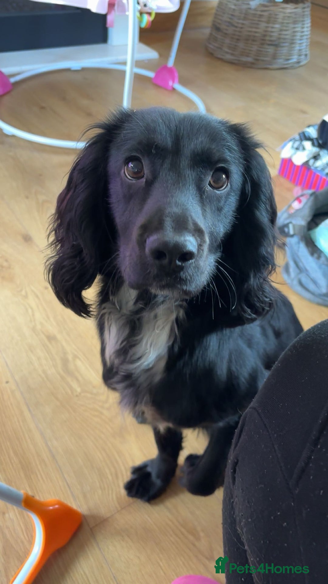 Cocker Spaniel dogs for sale: Male cocker spaniel - Advert 4