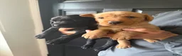 Labrador Retriever dogs for sale: Working Line Labrador Puppies  - Advert 10