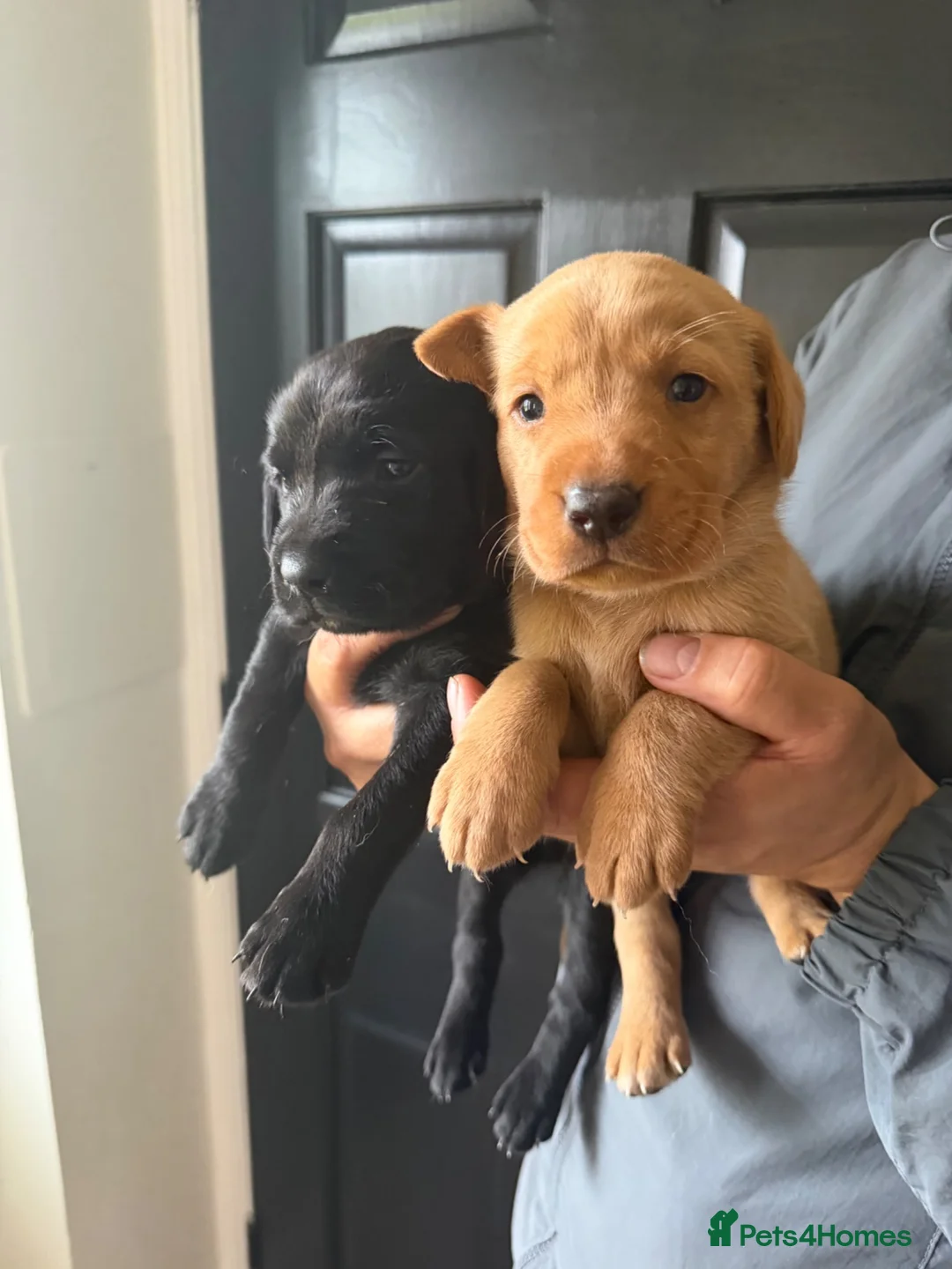 Labrador Retriever dogs for sale: Working Line Labrador Puppies  - Advert 10
