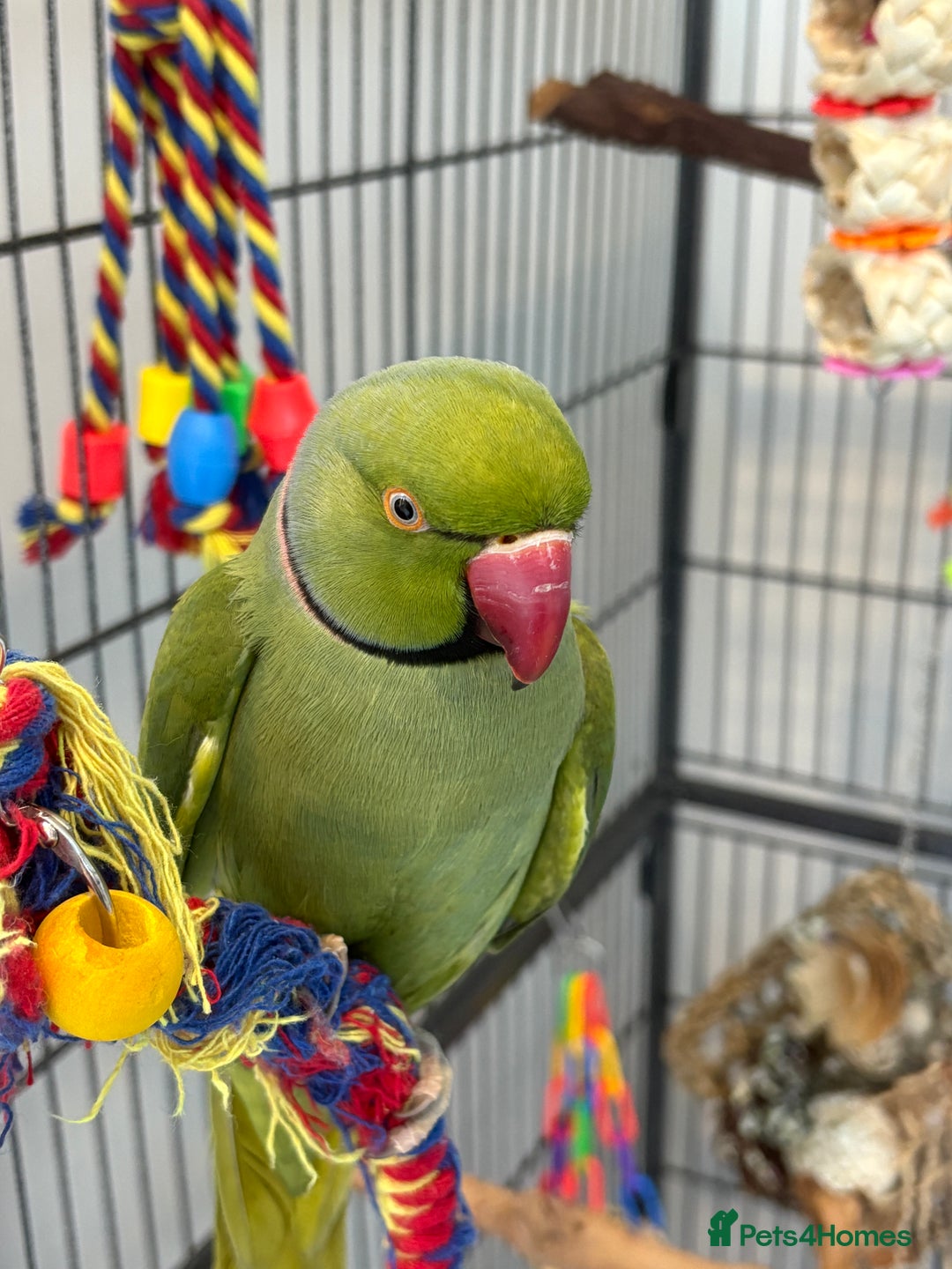 Ringnecks birds for sale: 1 year old indian ring neck  - Advert 2