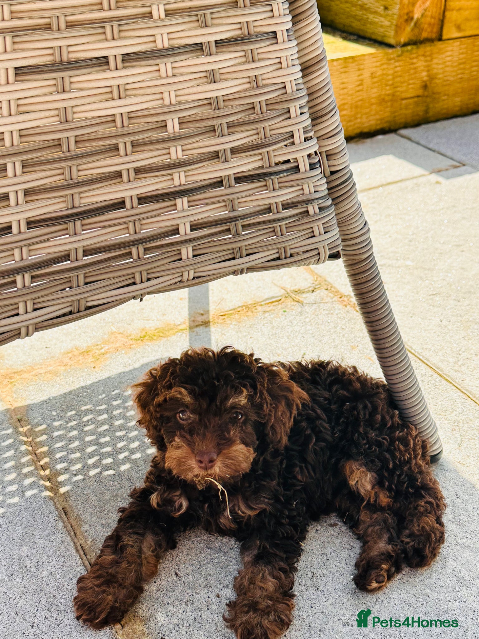 Toy Poodle dogs Choc phantom poodle  - Advert 3