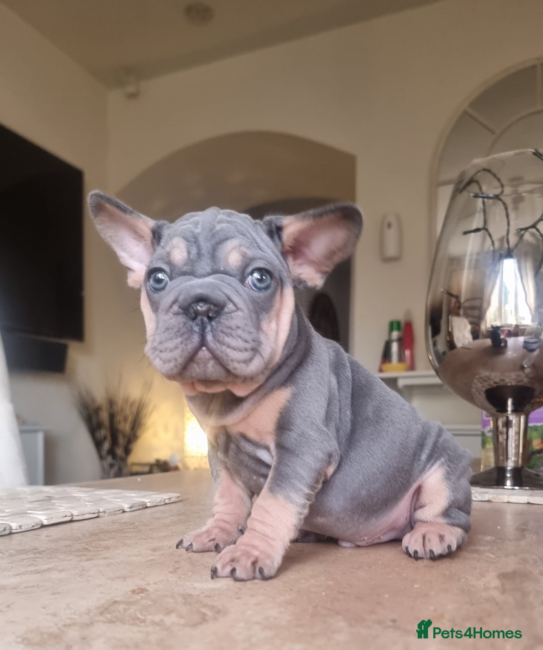 French Bulldog dogs for sale: Beautiful French bulldogs - Advert 11