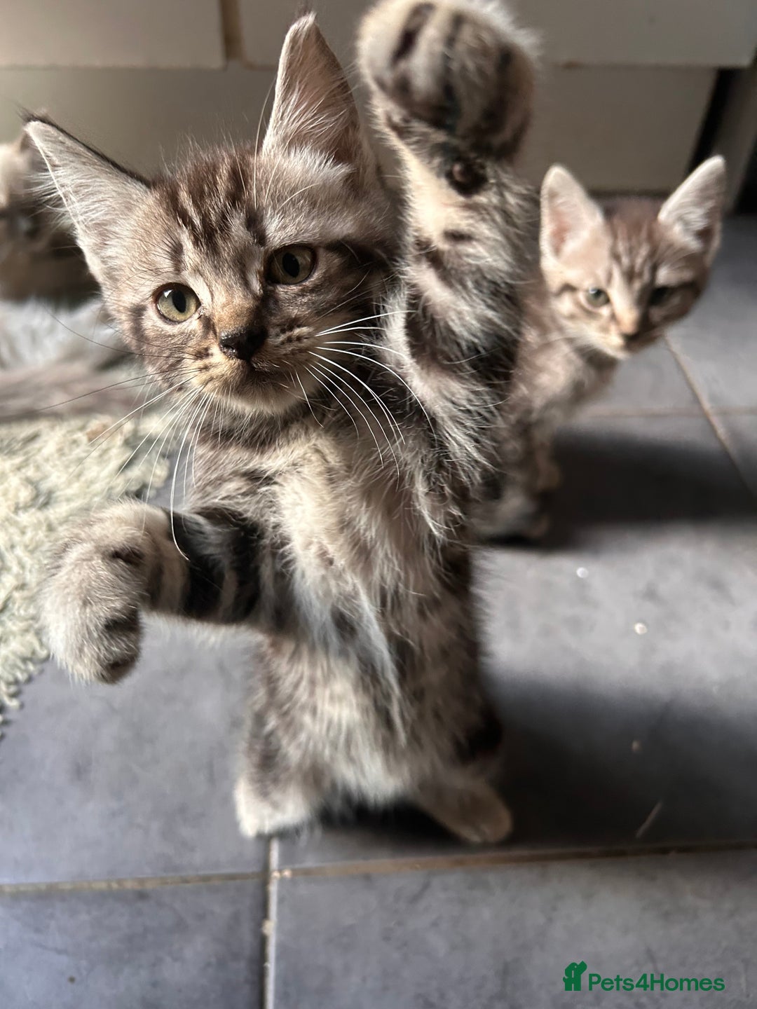 Ragdoll cats for sale: Ragdoll cross kittens (two available) - Image 3