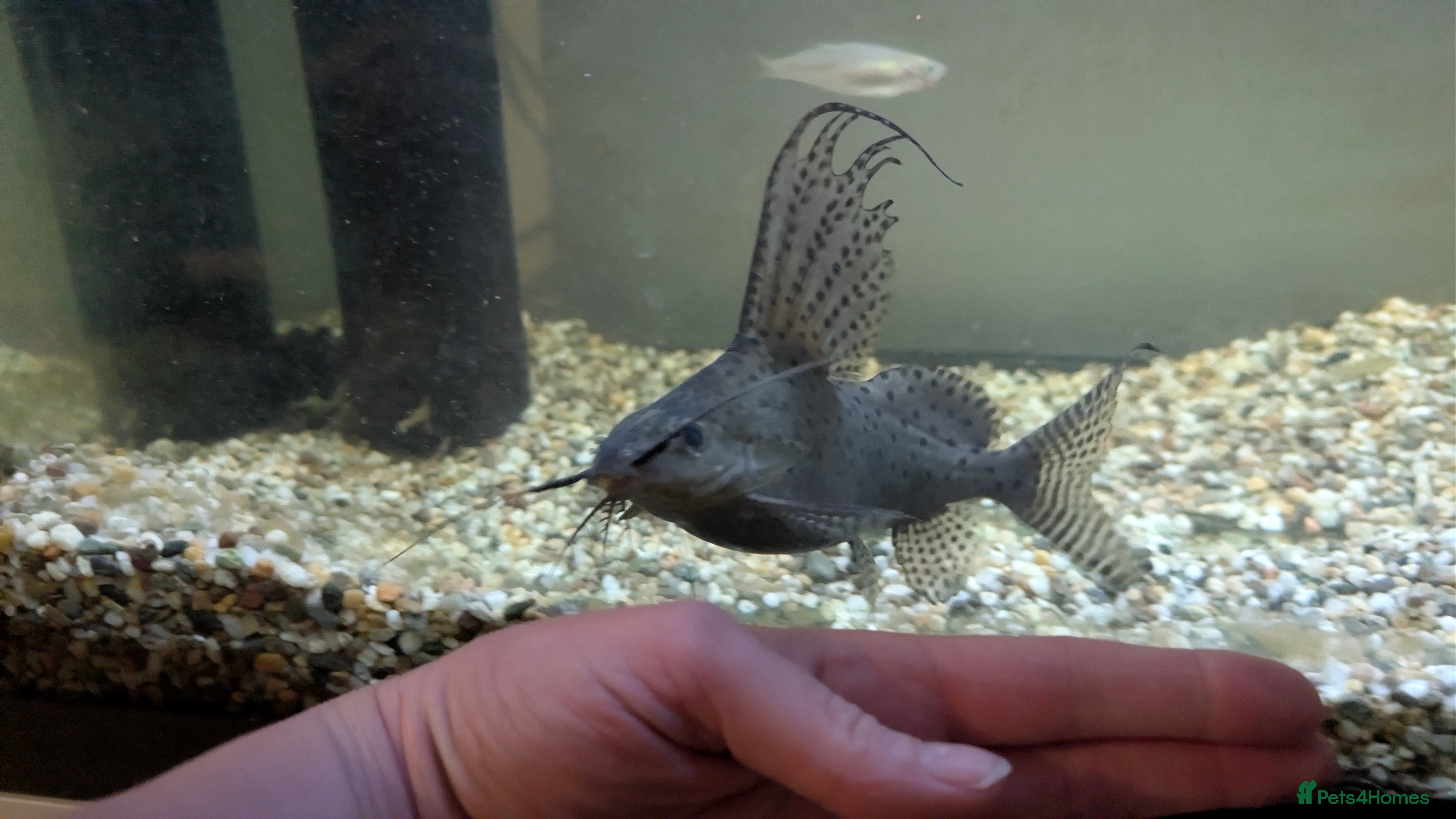 Catfish fish Feather fin Catfish - Advert 10