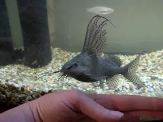 Catfish fish Feather fin Catfish - Advert 10