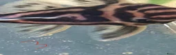 Plecos fish for sale: L046 zebra plecos 3x trios in Keighley - Advert 4