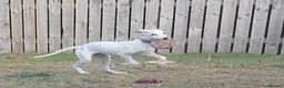 Mixed Breed dogs for sale: Absolutely beautiful almost pure Saluki girl  in Barnsley - Advert 10