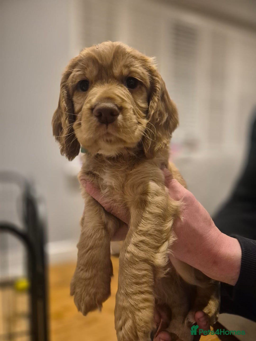 Cocker Spaniel dogs for sale: Working cocker spaniel, kc reg & many FTCH ,3boys - Advert 6