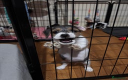 Mixed Breed dogs for sale: 1 Girl Jack Russell x Yorkshire Terrier Puppies - Image 28