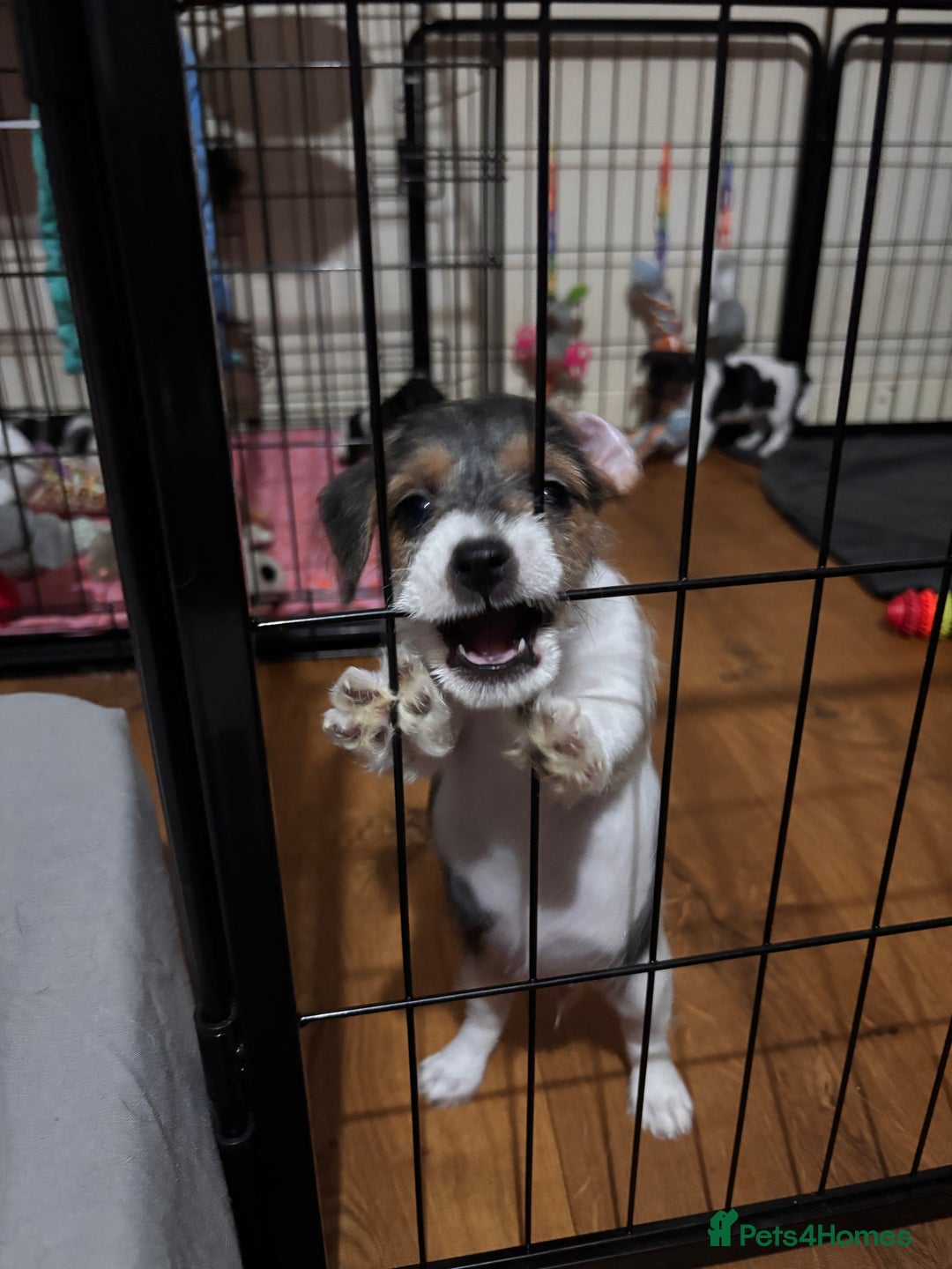 Mixed Breed dogs for sale: 1 Girl Jack Russell x Yorkshire Terrier Puppies - Image 28