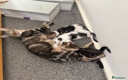 Mixed Breed cats for sale: Mixed kittens for sale - Image 3