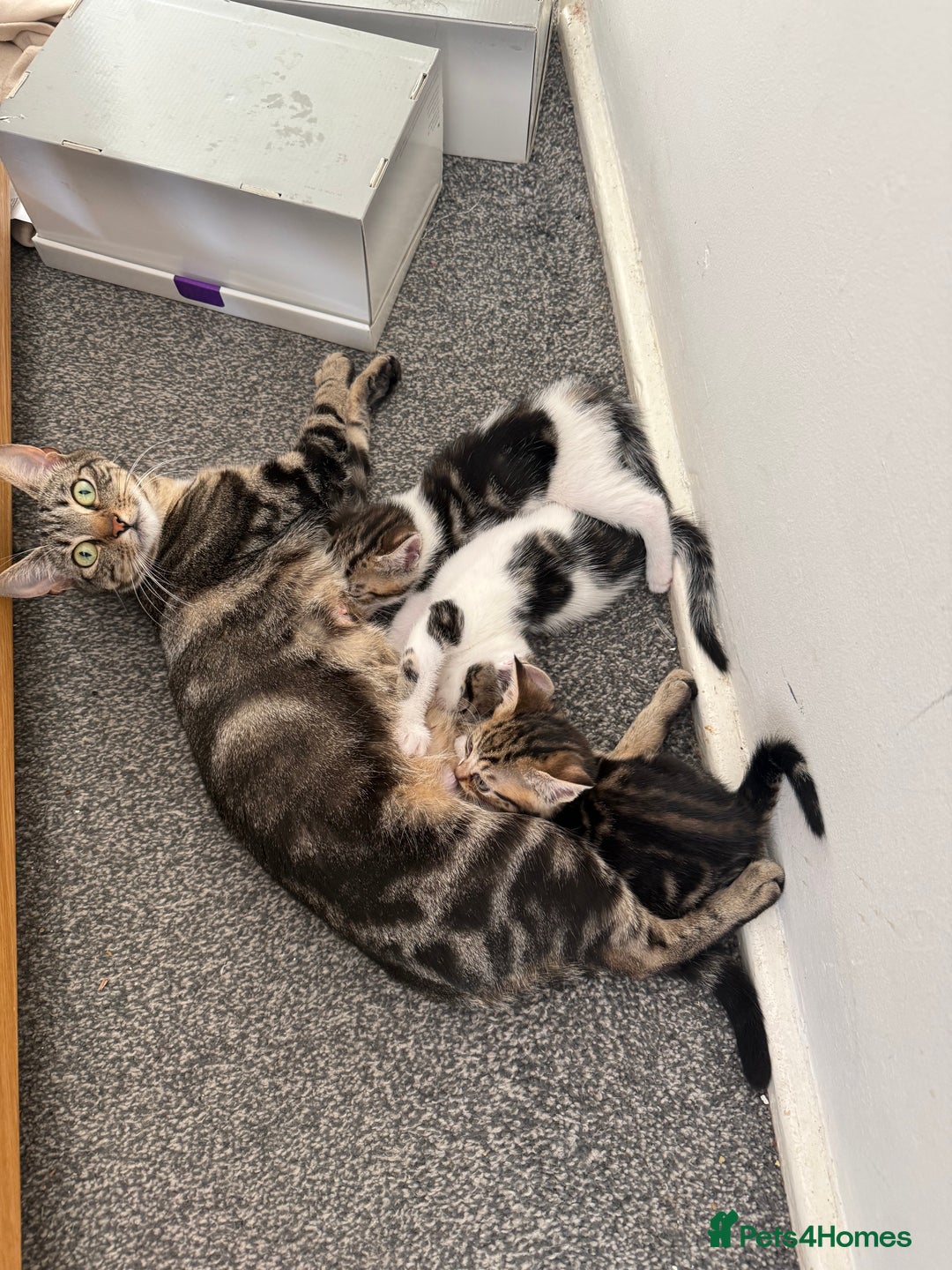 Mixed Breed cats for sale: Mixed kittens for sale - Image 3