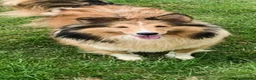 Shetland Sheepdog dogs for sale: ADULT KC SHELTIE BITCH  - Advert 2