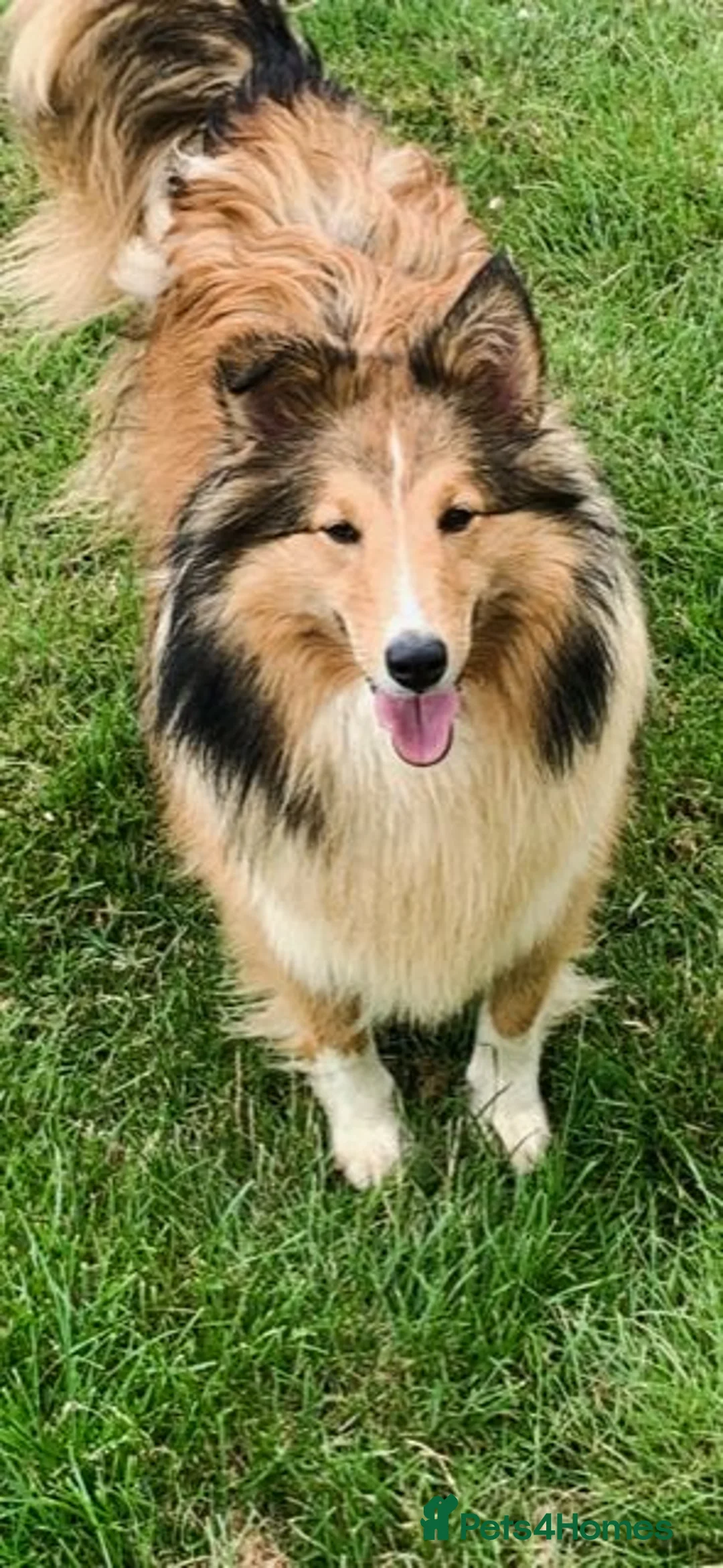 Shetland Sheepdog dogs for sale: ADULT KC SHELTIE BITCH  - Advert 2