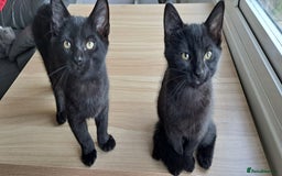 Russian Blue cats for sale: Adorable Russian Blue X Chantilly Tiffany Kittens! - Image 12