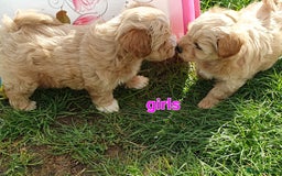 Maltipoo dogs for sale: F1 toy multipoo puppies - Image 11