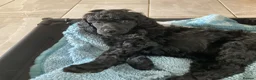 Standard Poodle dogs for sale: Reservation List Open. Standard Poodle Puppies - Advert 17
