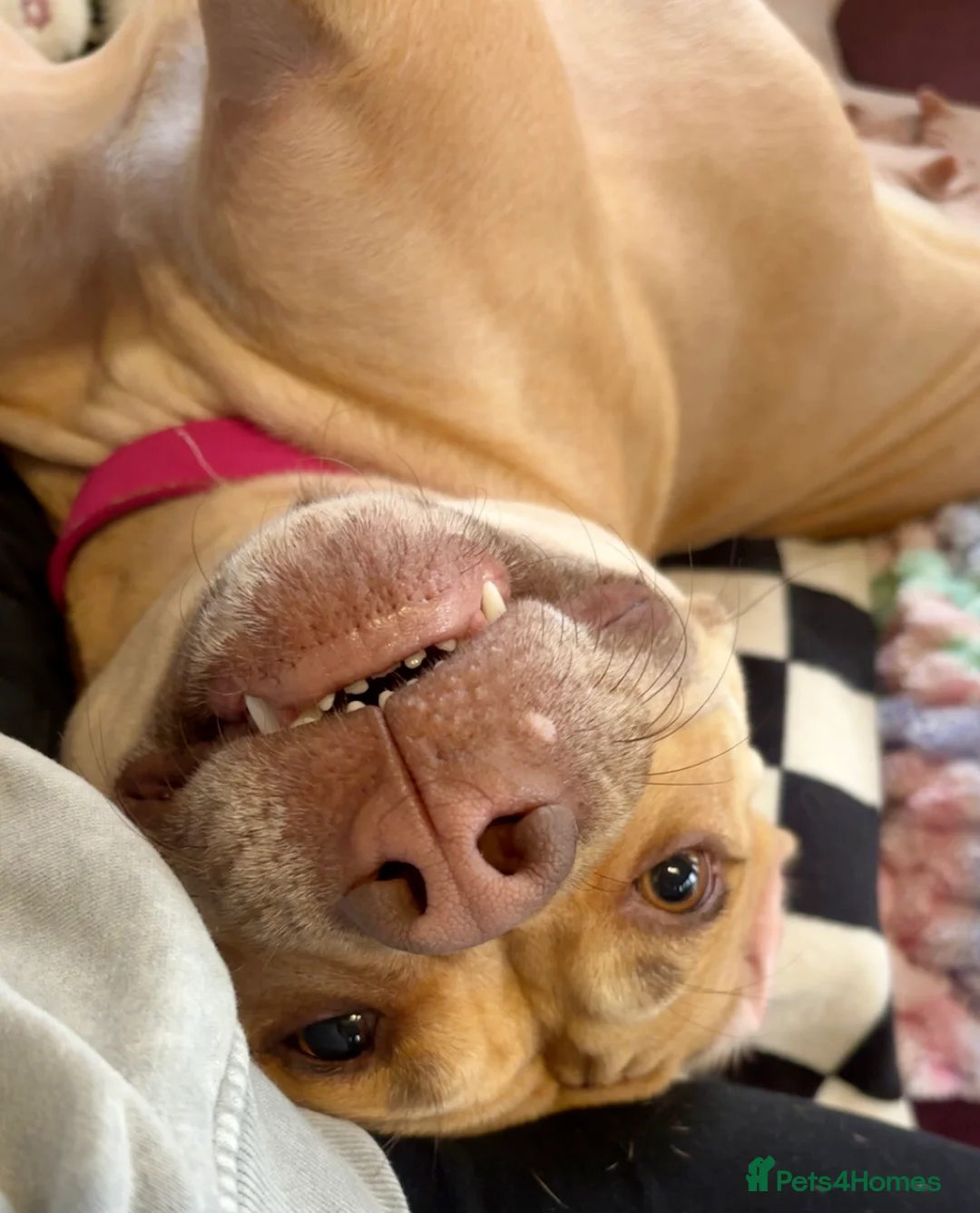 Mixed Breed dogs for sale: Female Staff x American Staff  - Advert 2