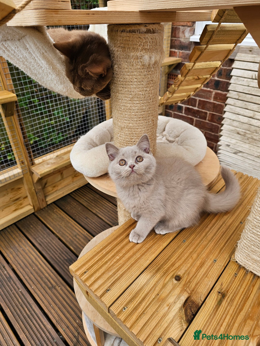 British Shorthair cats for sale: Gccf Champion parents RARE FAWN 1 left Ready Now - Image 6
