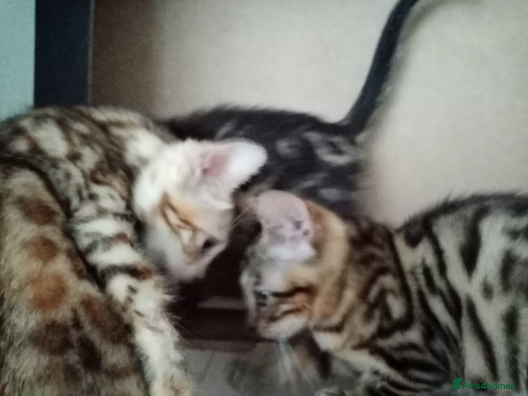 Bengal cats for sale: Beautiful Bengal Kittens - Image 6