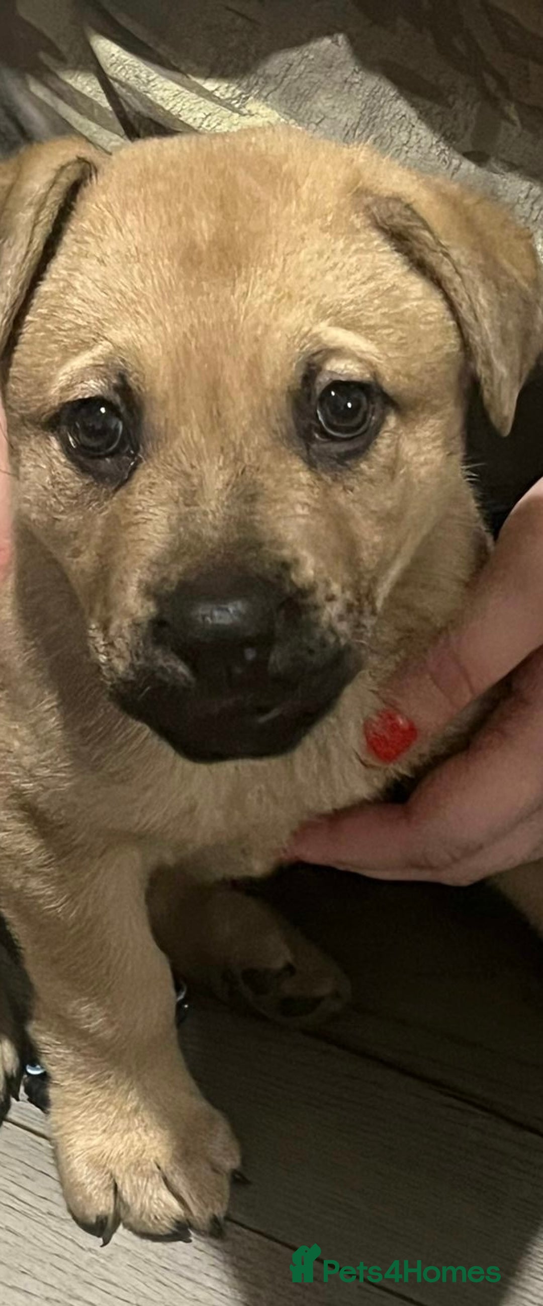 Mixed Breed dogs for sale: Female German shepherd/staff 7weeks old.  - Image 2