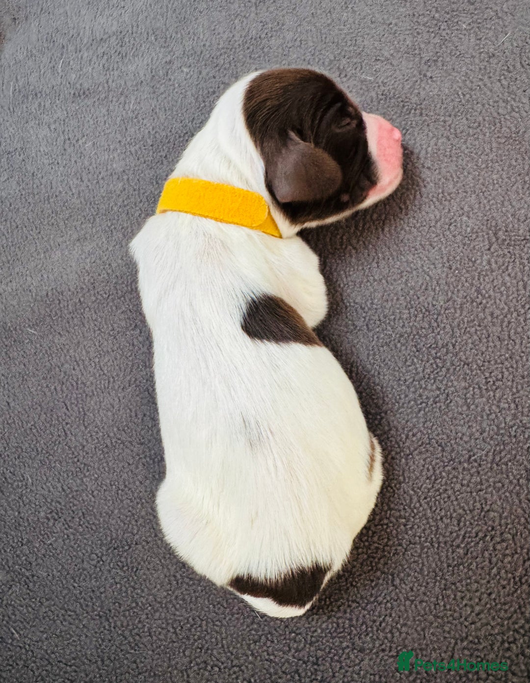 English Springer Spaniel dogs for sale: KC Quality English Springer Spaniels - Image 27