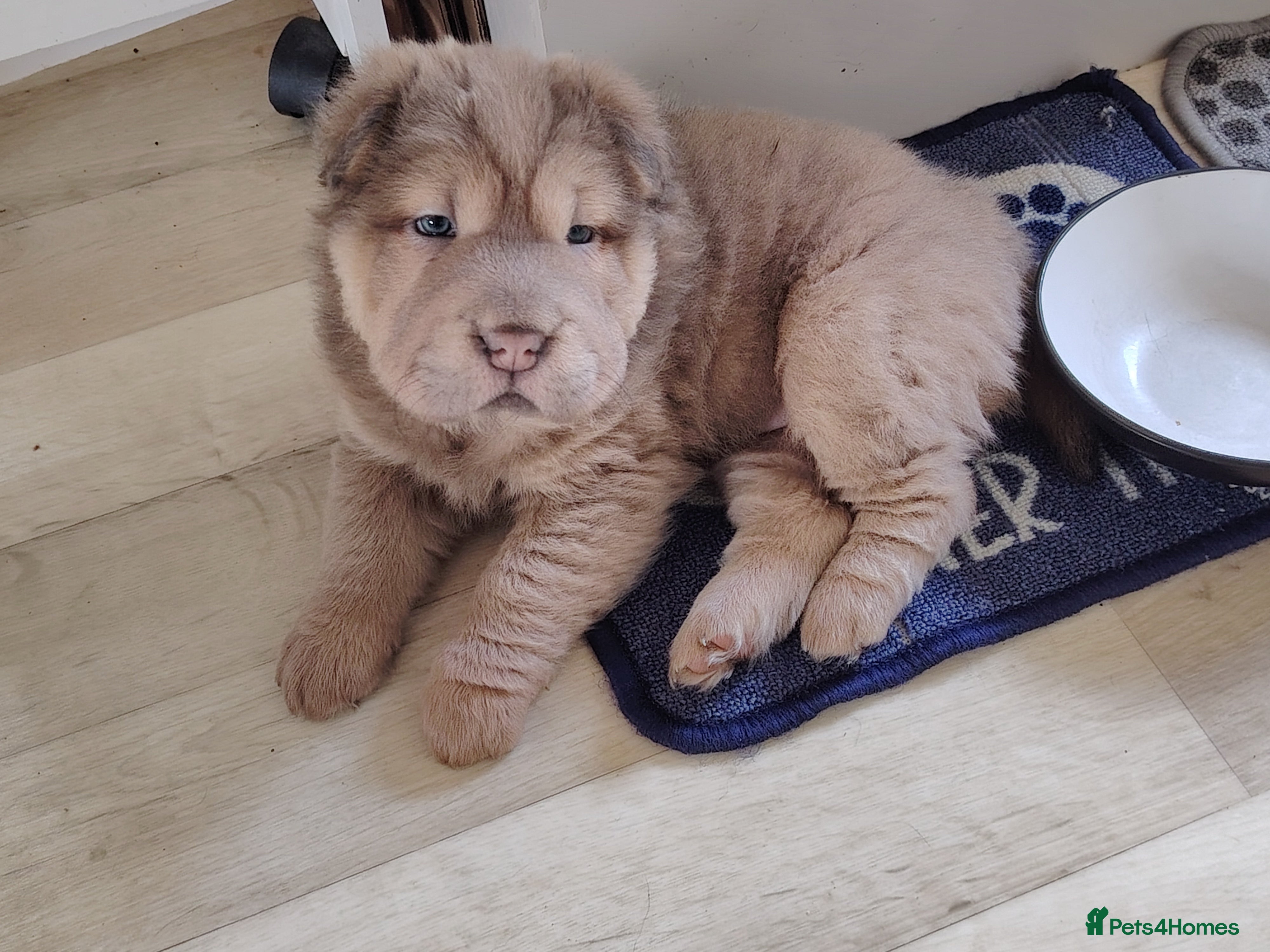 Shar Pei dogs 9 week old Sable/blue bear coat Sharpei pup - Advert 3