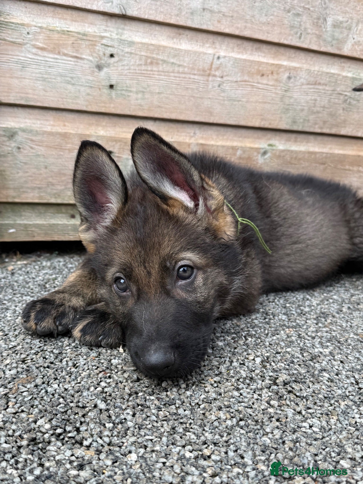 German Shepherd dogs Exceptional KC Reg Czech Working Line GSD Puppies - Advert 1