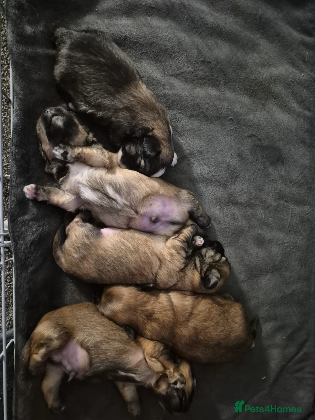 Malshi dogs for sale: 5 beautiful puppies, all been reserved now  - Advert 11