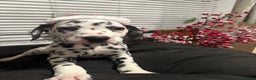 Dalmatian dogs for sale: Dalmatian boys 2 stunning boys left - Advert 17