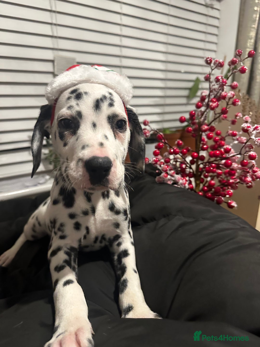 Dalmatian dogs for sale: Dalmatian boys 2 stunning boys left - Advert 17