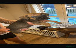 Cane Corso dogs for sale: 9 beautiful cane corso pups for sale - Image 4