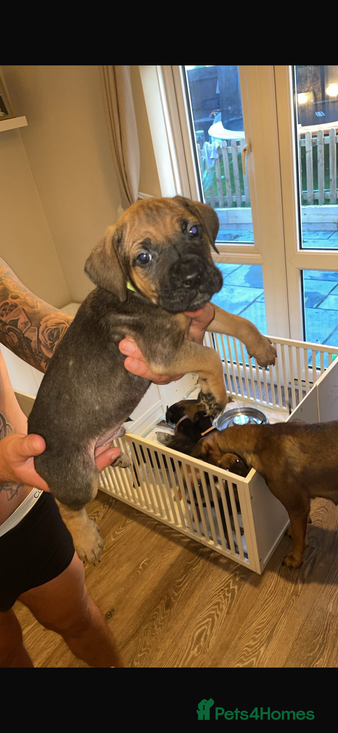 Cane Corso dogs for sale: 9 beautiful cane corso pups for sale - Image 4